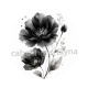coquelicot