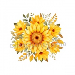 tournesol