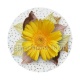 tournesol