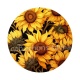 tournesol