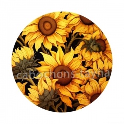tournesol