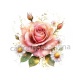 rose