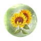  tournesol
