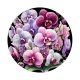  orchidée