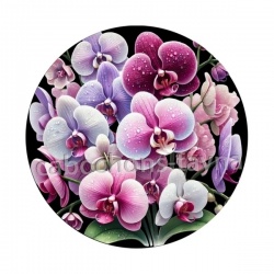  orchidée