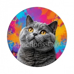chat gris