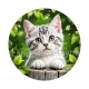 chaton