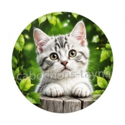 chaton