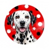 chien