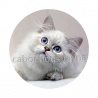 chat