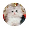 chaton