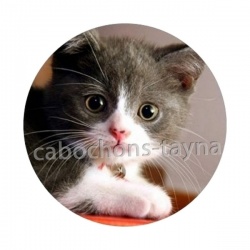 chaton