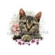chat