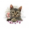 chat