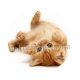 chaton