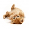 chaton