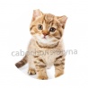 chaton