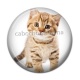Cabochon Résine - chaton