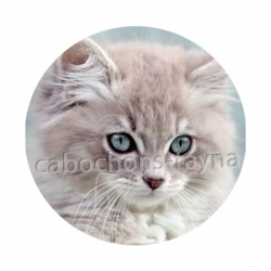 chaton