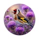 oiseaux