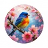 oiseaux