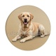 chien